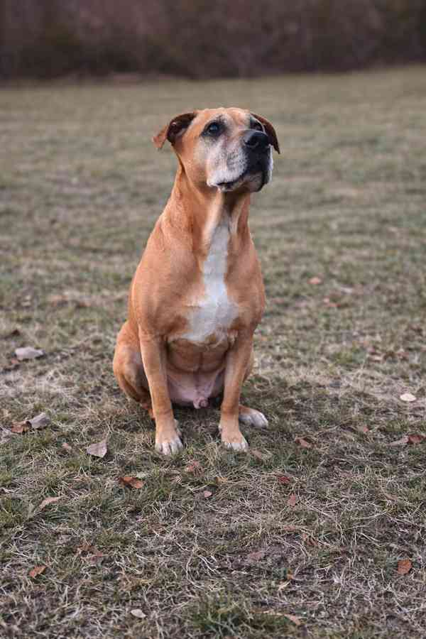 AARONEK - cca 20 kg, kastrovaný psík 7 let - foto 4