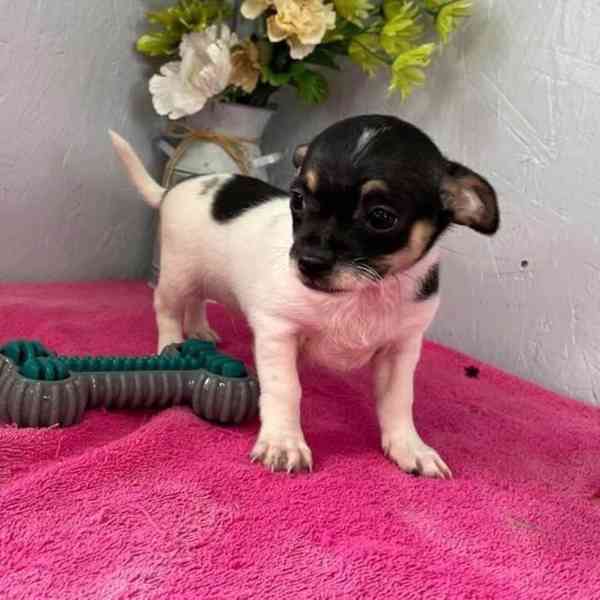 🐶 Roztomilá štěňátka připravená na své trvalé dom - foto 3