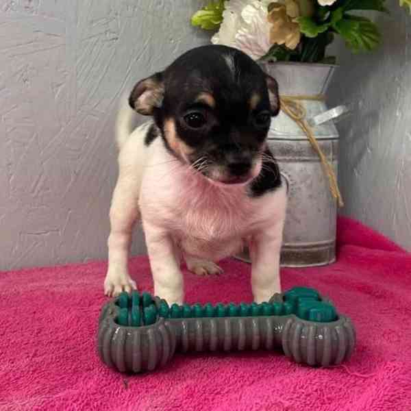 🐶 Roztomilá štěňátka připravená na své trvalé dom