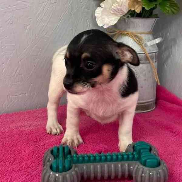 🐶 Roztomilá štěňátka připravená na své trvalé dom - foto 4