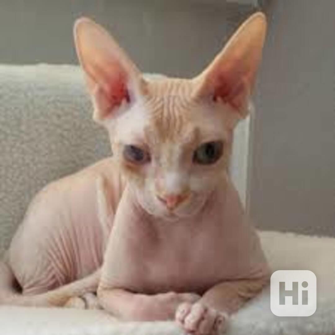 Koťata Sphynx na prodej Kanadský sphynx k dispozici koťátka, - foto 1