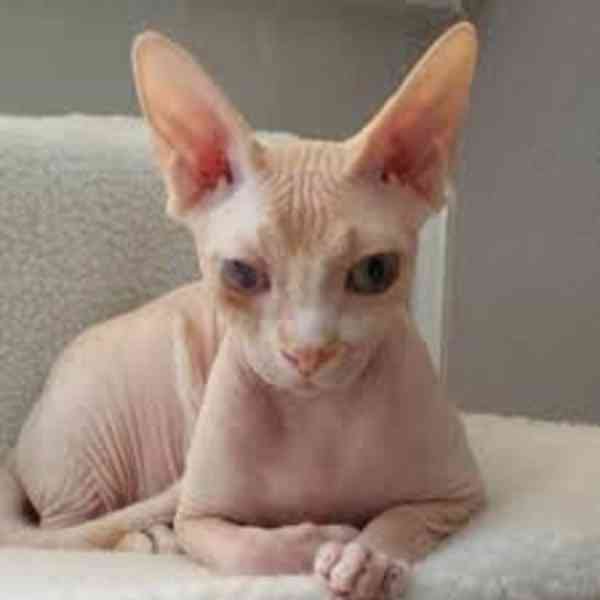 Koťata Sphynx na prodej Kanadský sphynx k dispozici koťátka, - foto 1