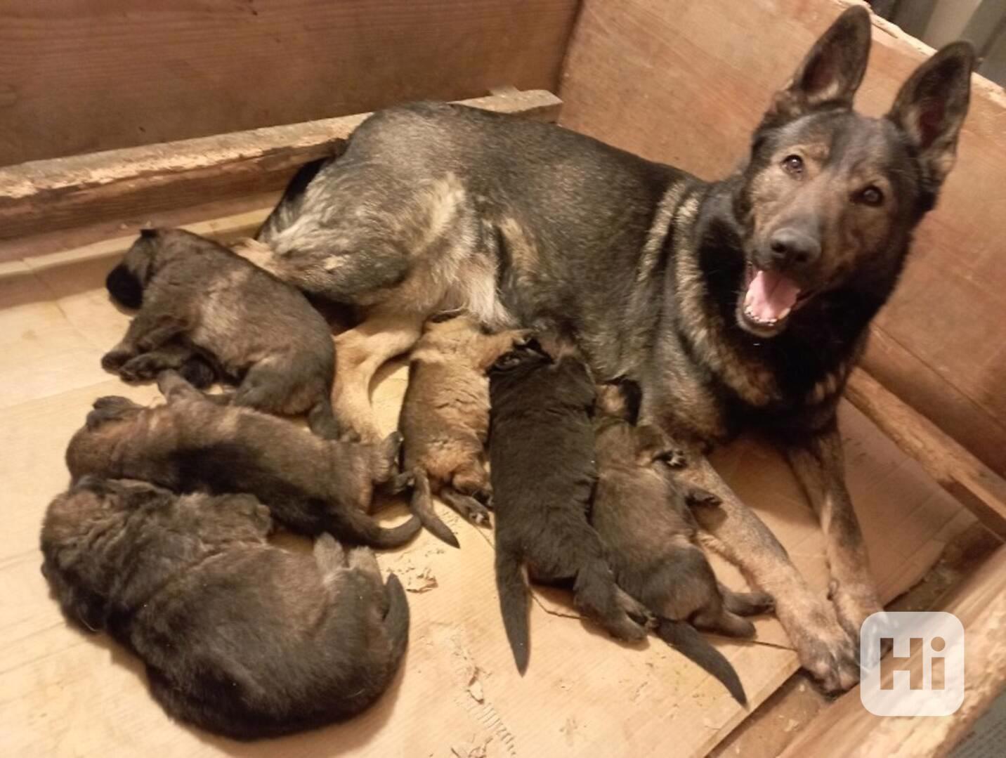 Německý ovčák štěnata s PP - foto 1