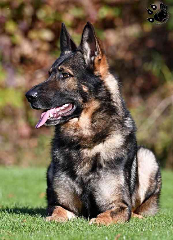 Německý ovčák štěnata s PP - foto 2