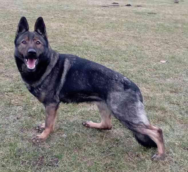 Německý ovčák štěnata s PP - foto 4