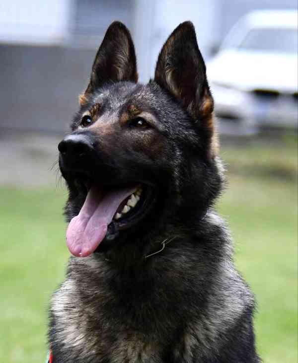 Německý ovčák štěnata s PP - foto 5