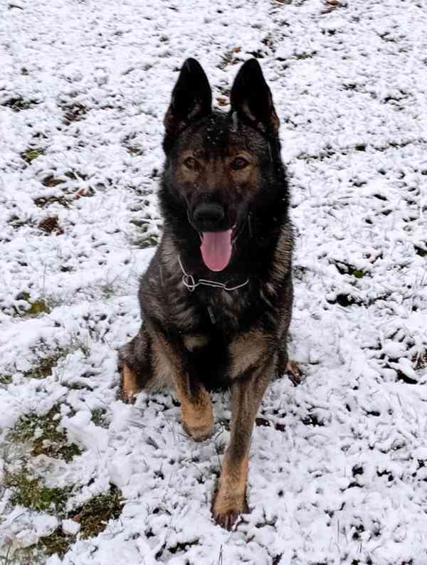 Německý ovčák štěnata s PP - foto 7