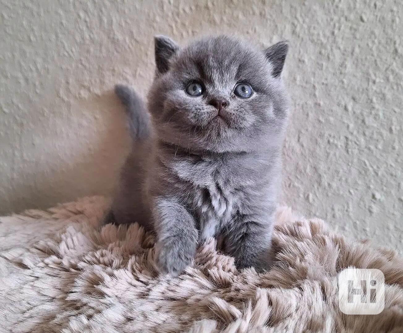 Koťata britské krátkosrsté šelmy na prodej - foto 1