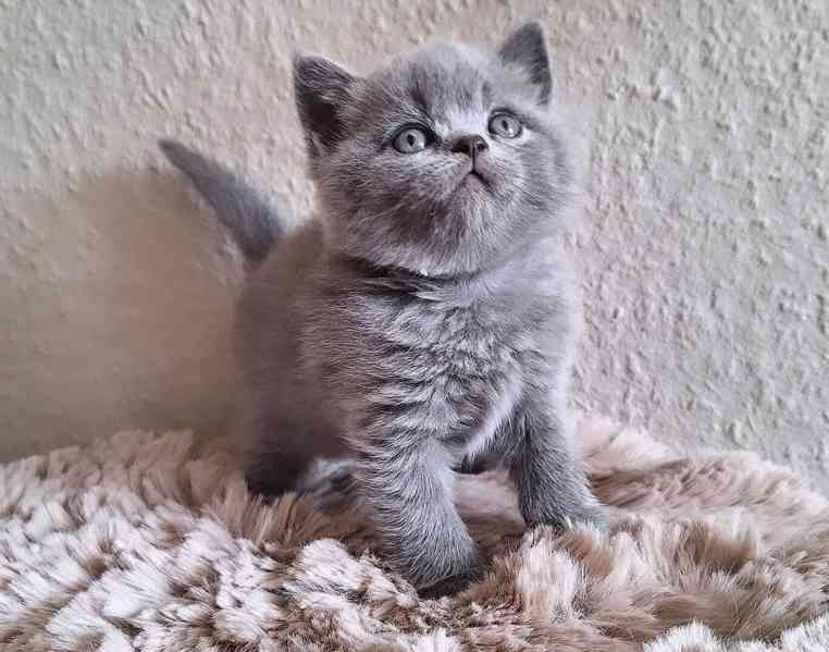 Koťata britské krátkosrsté šelmy na prodej - foto 2