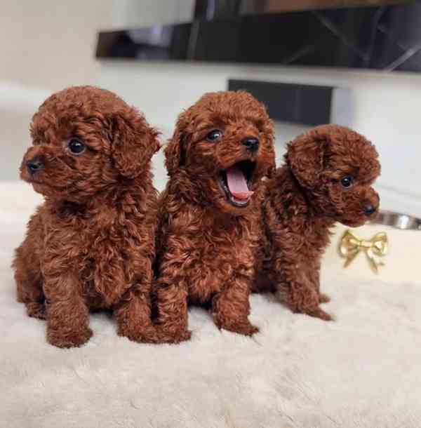 Pet  - foto 4