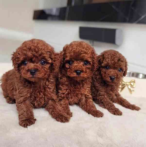 Pet  - foto 2