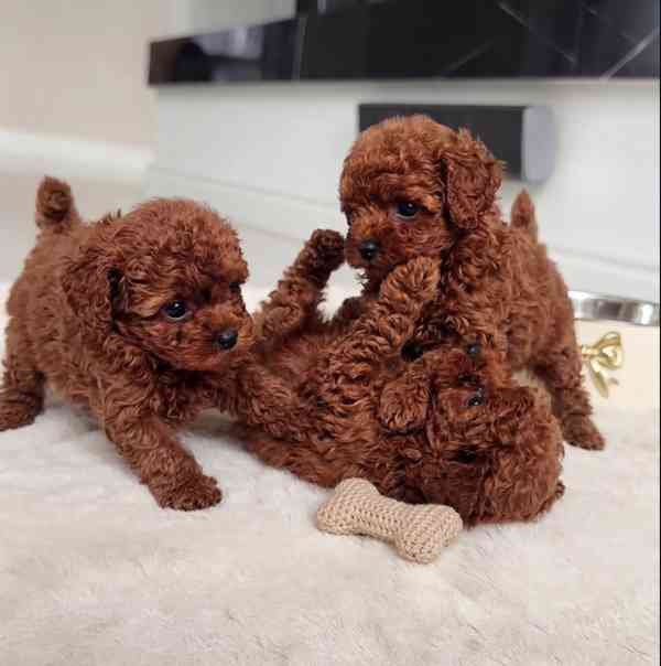 Pet  - foto 3