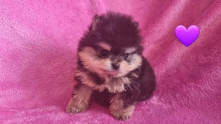Nádherný vrh Pomeranians s PP~ Fenečka  - foto 3