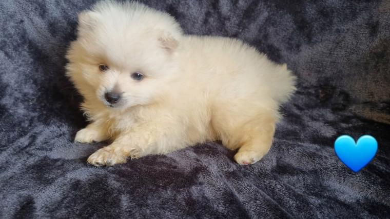 Nádherný vrh Pomeranians s PP~ Fenečka  - foto 1