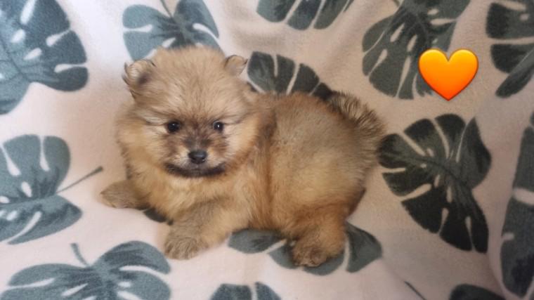 Nádherný vrh Pomeranians s PP~ Fenečka  - foto 2