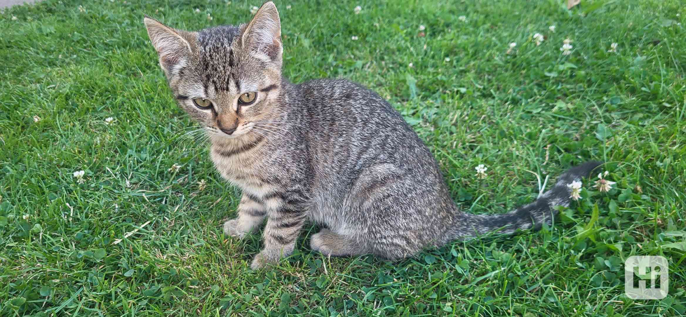 Koťata - foto 1