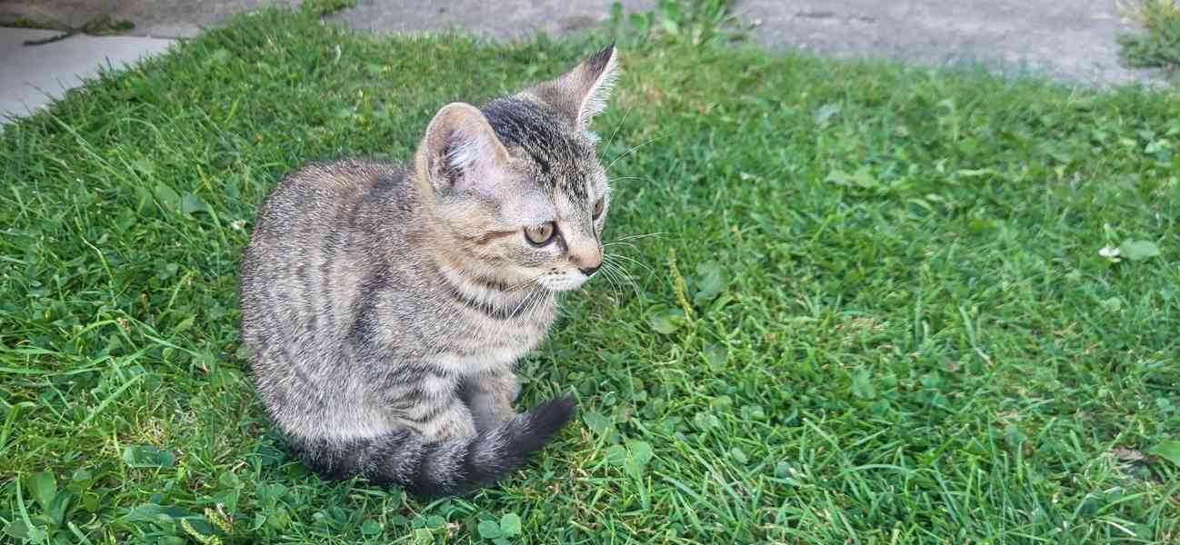 Koťata - foto 3