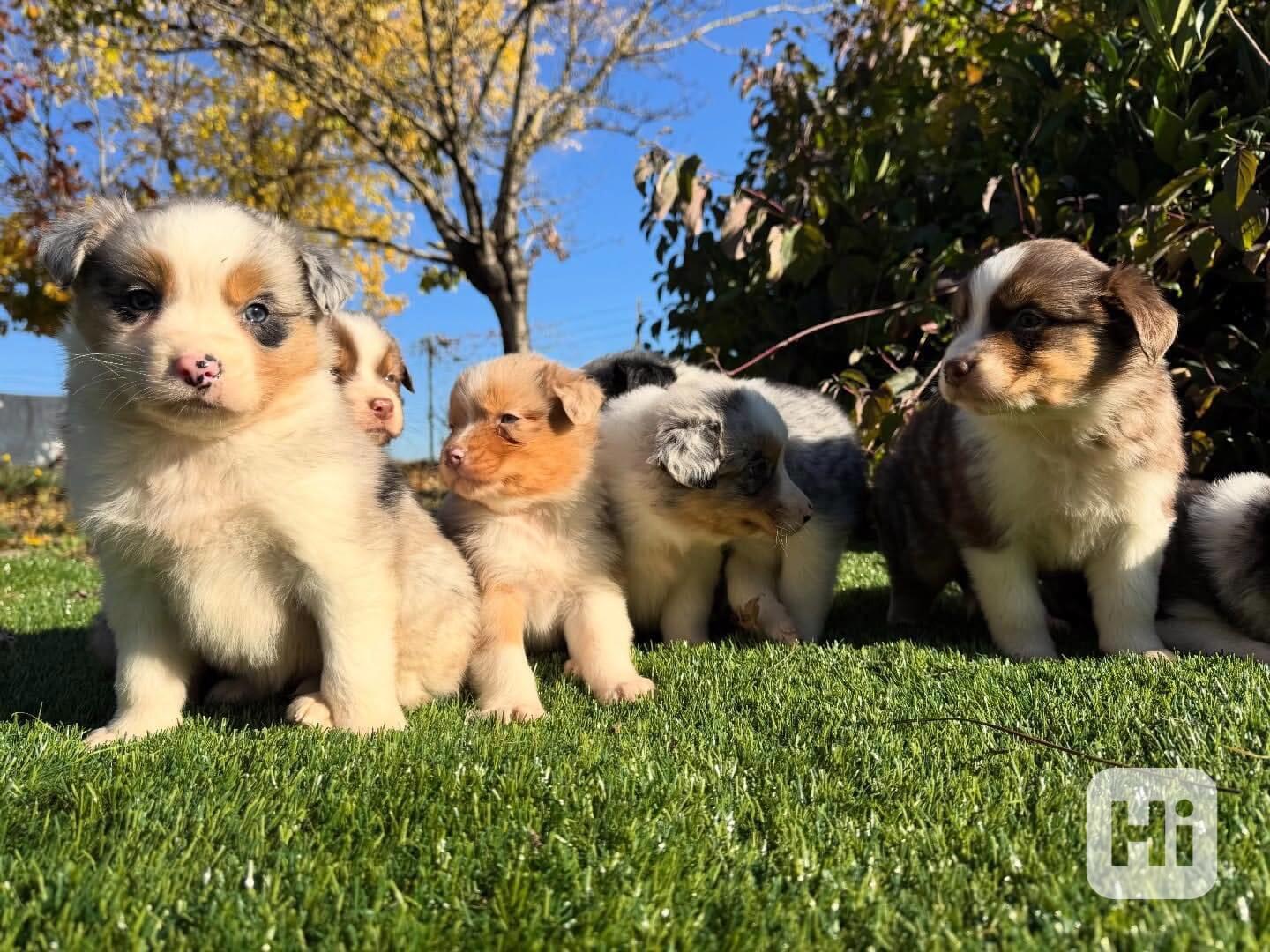 Krásná štěňata australského ovčáka - foto 1