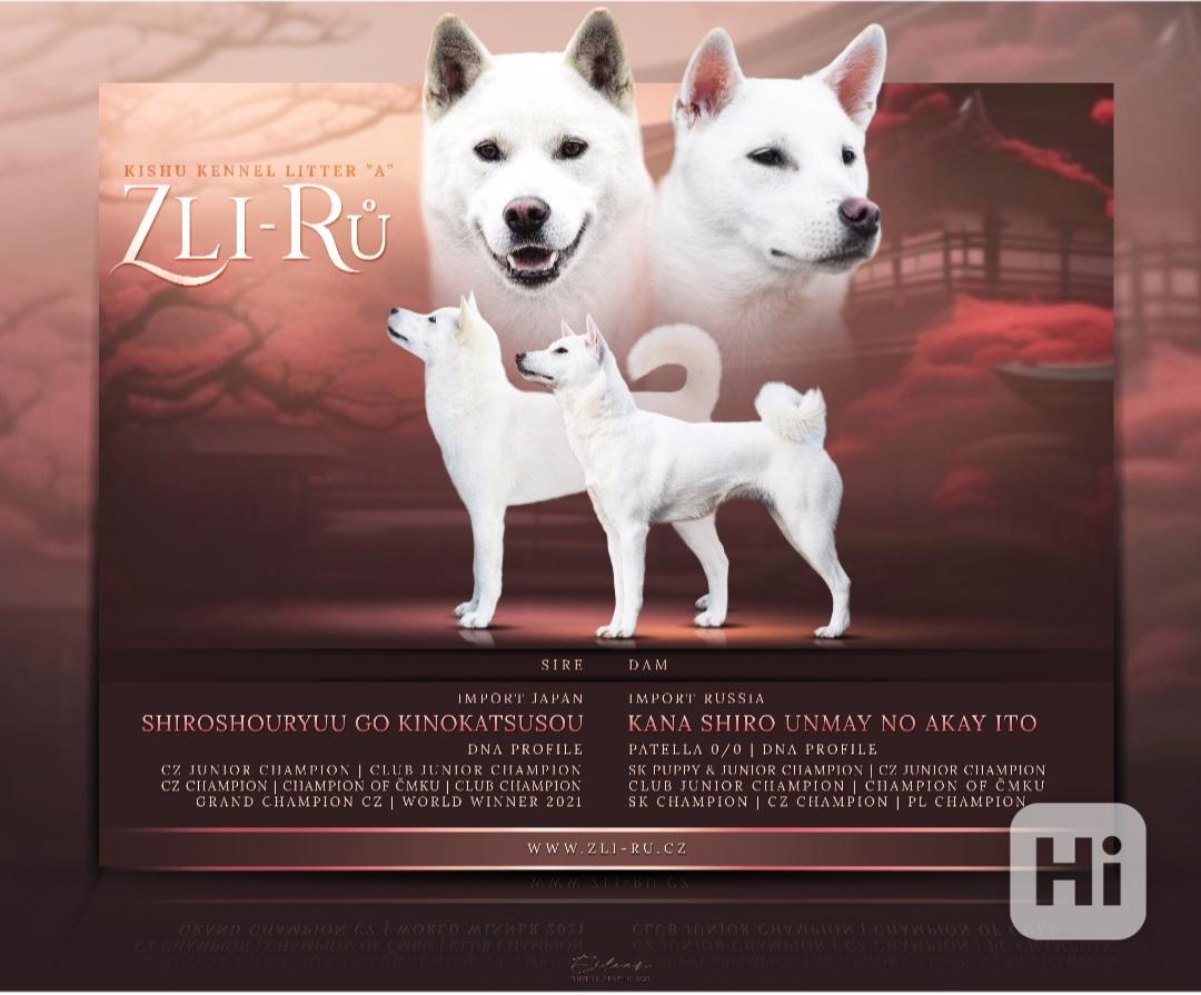 Štěňata Kishu inu - foto 1