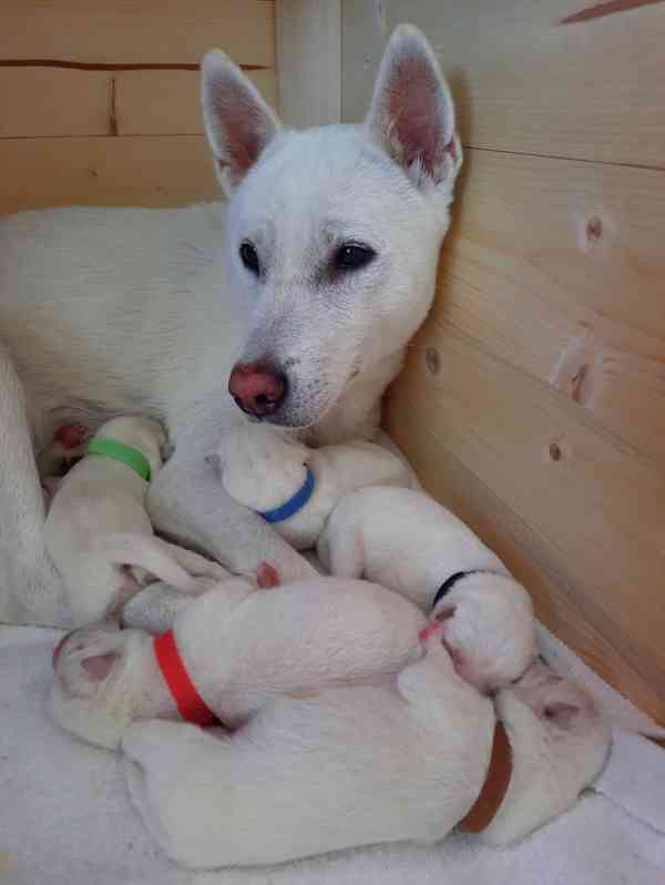Štěňata Kishu inu - foto 3