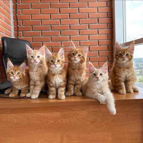 Pes a samice plemene Maine Coon