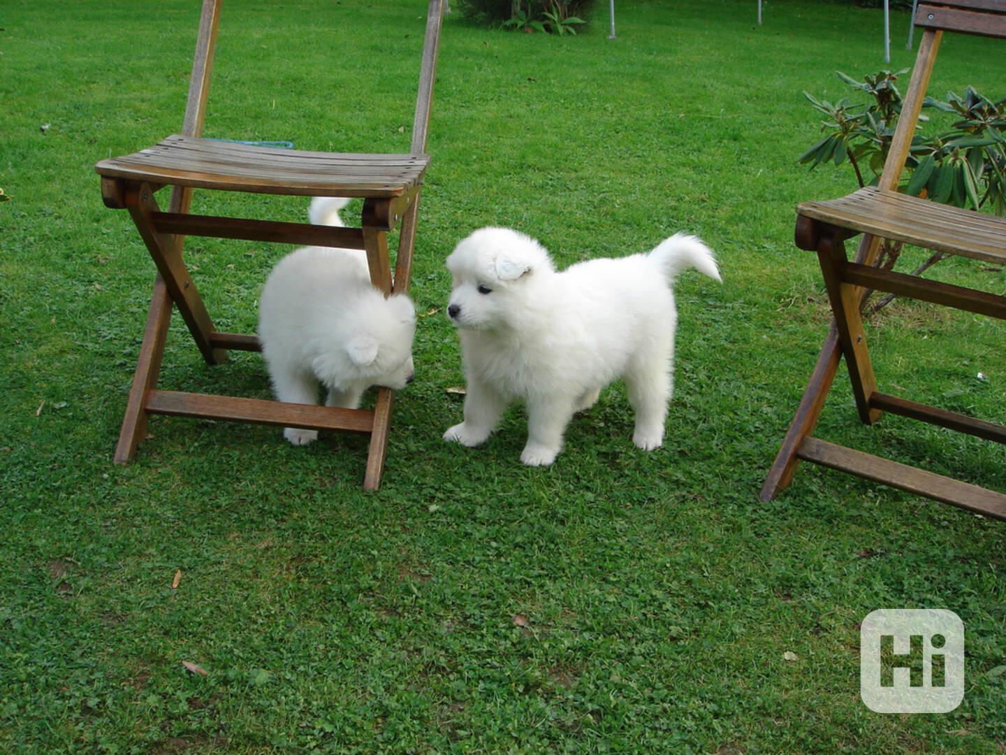Vynikající štěňata samojedů k adopci Máme štěňata samojedů k - foto 1