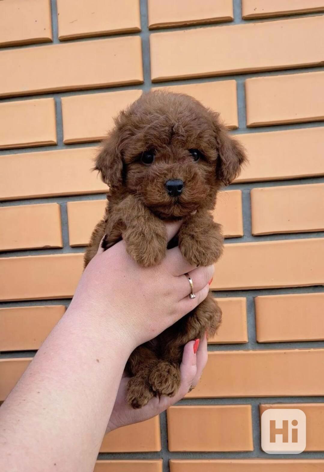 Roztomilé štěně toy pudla k adopci - foto 1