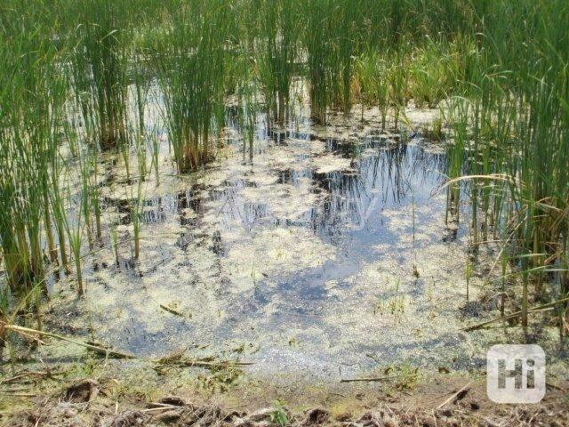 Prodej rybníku u obce Zvírotice, okres Příbram - foto 5