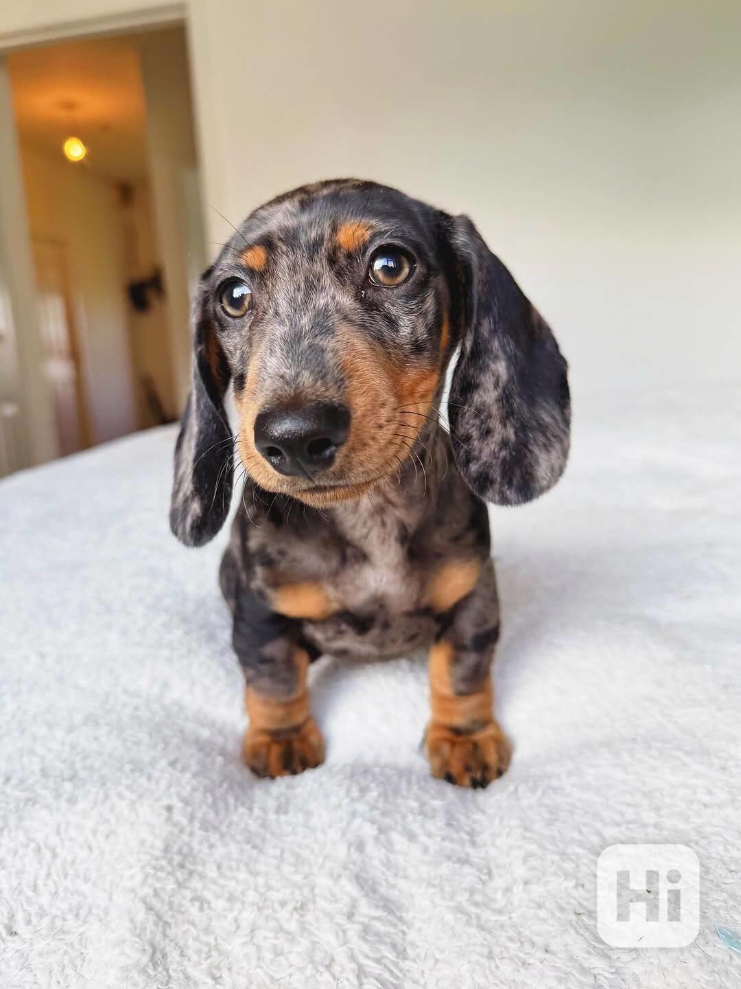 Merle Jezevčík hladkosrstý trpasličí s PP - foto 1