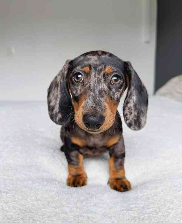 Merle Jezevčík hladkosrstý trpasličí s PP - foto 3