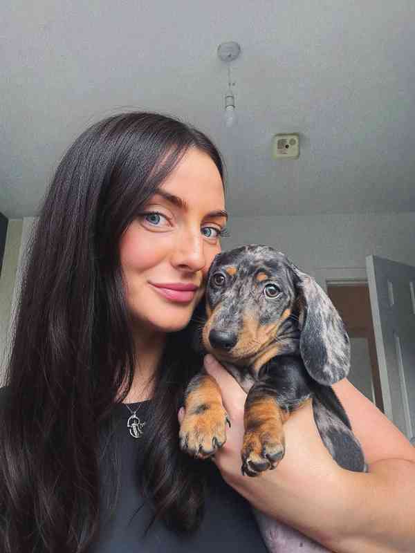 Merle Jezevčík hladkosrstý trpasličí s PP - foto 2