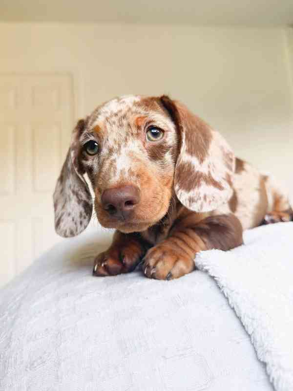 Merle Jezevčík hladkosrstý trpasličí s PP - foto 4