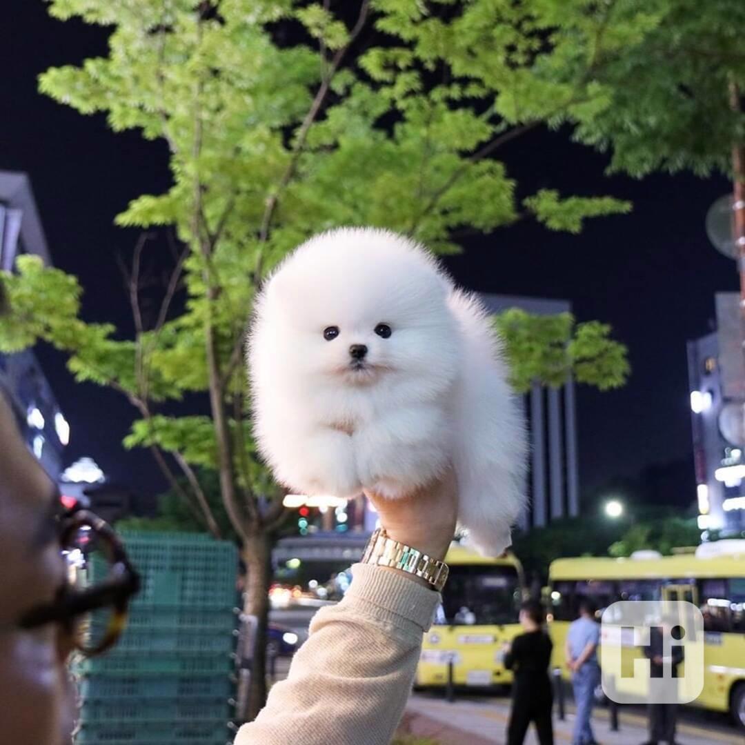 Německý špic trpasličí (pomeranian) na prodej s PP - foto 1