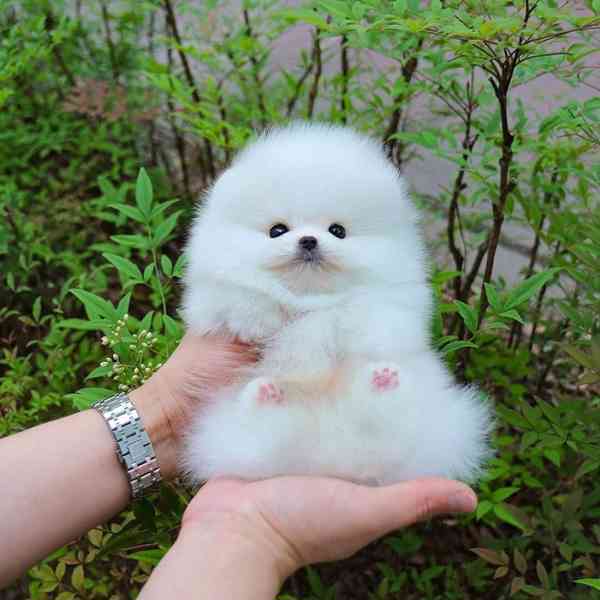 Německý špic trpasličí (pomeranian) na prodej s PP - foto 2