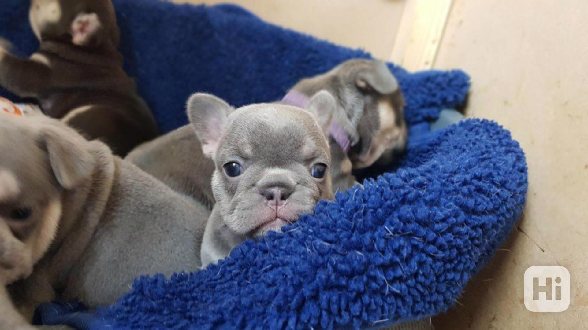 12 týdnů starí FRANCOUZSKÍ BULDOŠCI Modrá holčička a úžasný  - foto 1