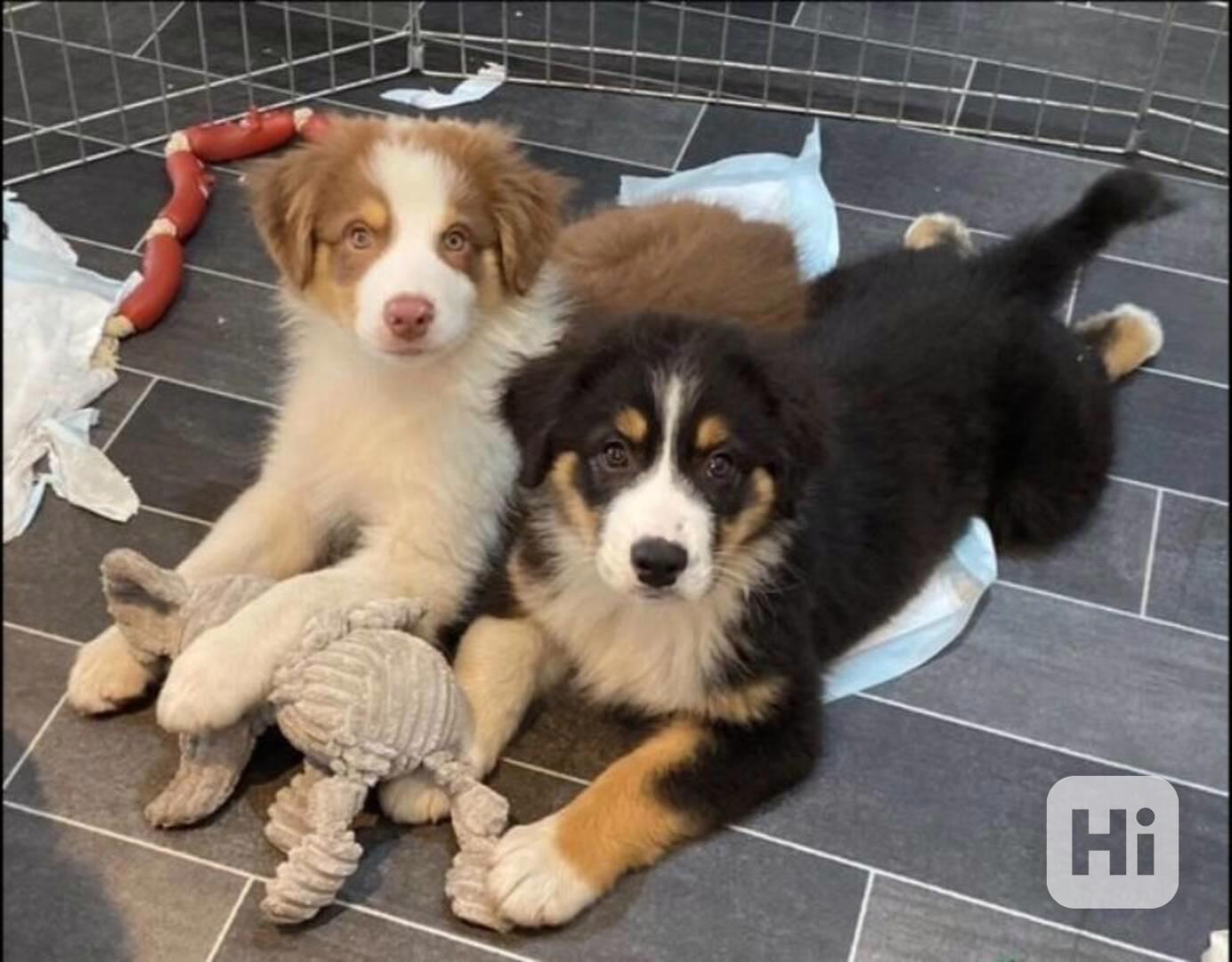 2 štěňata australského ovčáka pro nové domovy - foto 1