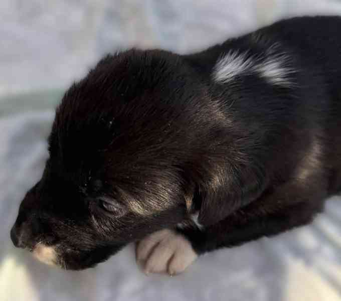 štěňátka australského ovčáka hledají nový domov! - foto 4