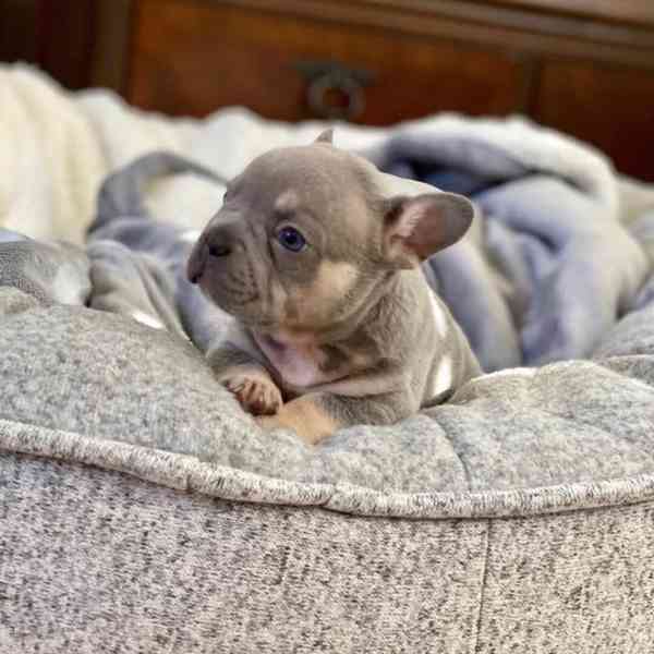 Nejroztomilejší francouzský buldoček!!  - foto 2
