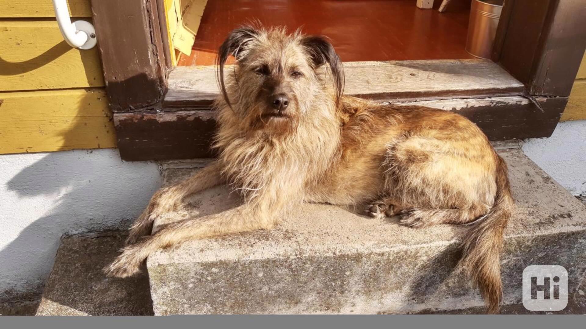 🐶 Bria – kamarádka do pohody i nepohody - foto 1