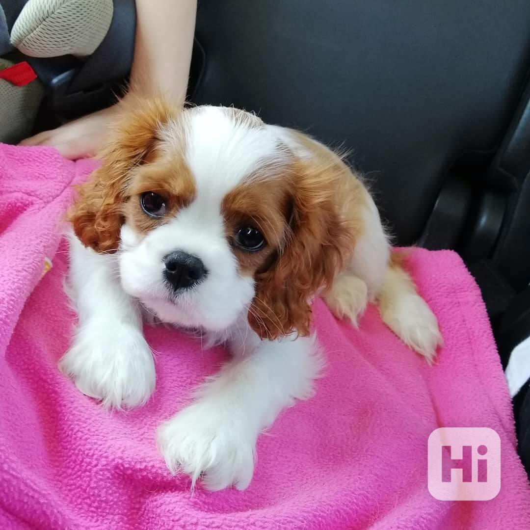 kavalír king charles španěl štěňata - foto 1