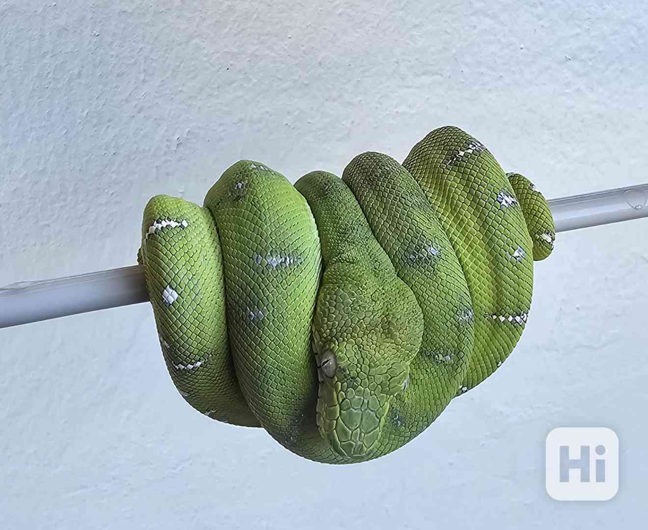 Emerald tree boas (Corallus caninus) - foto 1