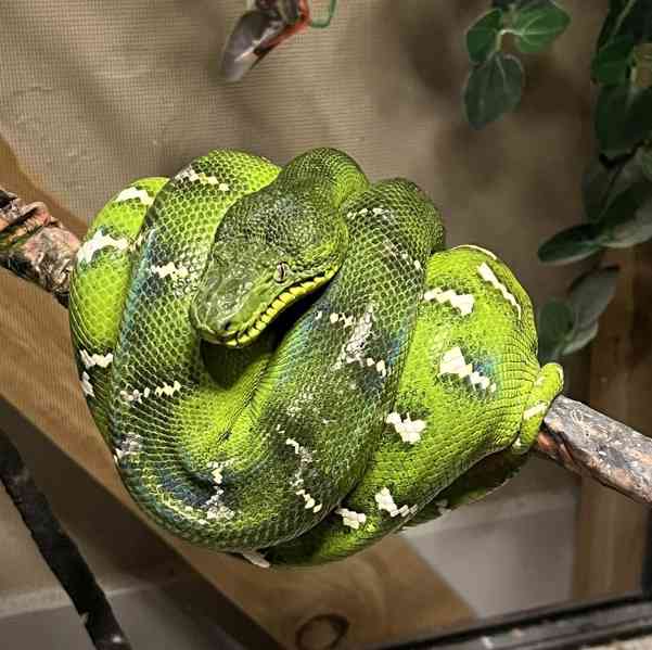 Emerald tree boas (Corallus caninus) - foto 2