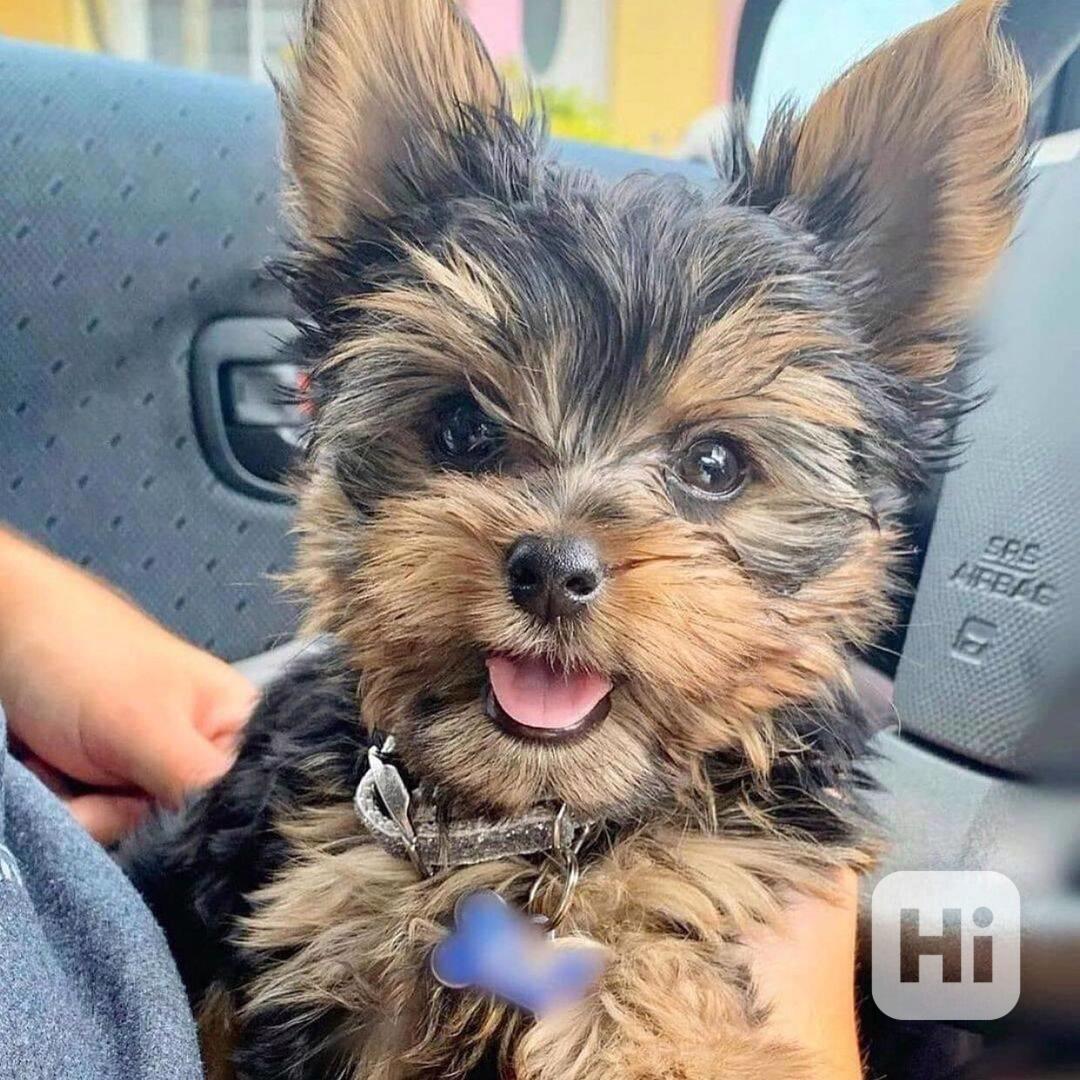 yorky puppy - foto 1