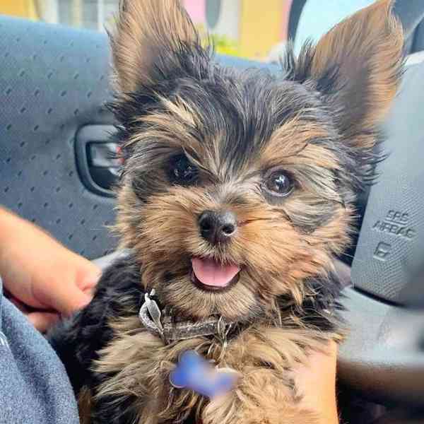 yorky puppy - foto 1