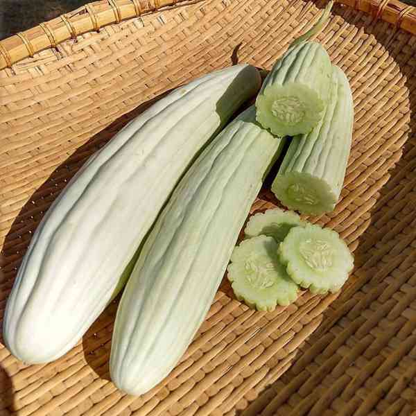 semena okurka Tortarello Bianco Abruzzese