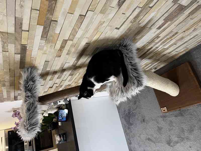 Kočičí stromy  - foto 2