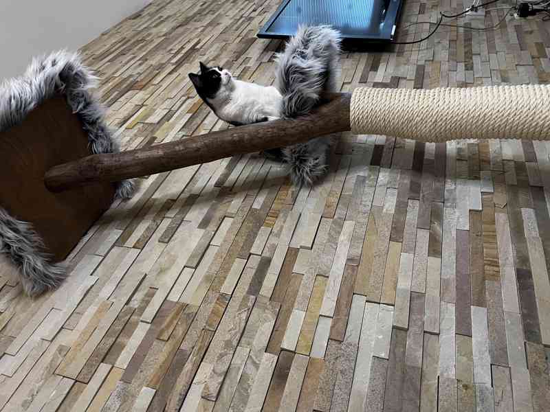 Kočičí stromy  - foto 3