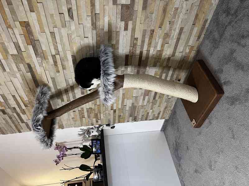 Kočičí stromy  - foto 4