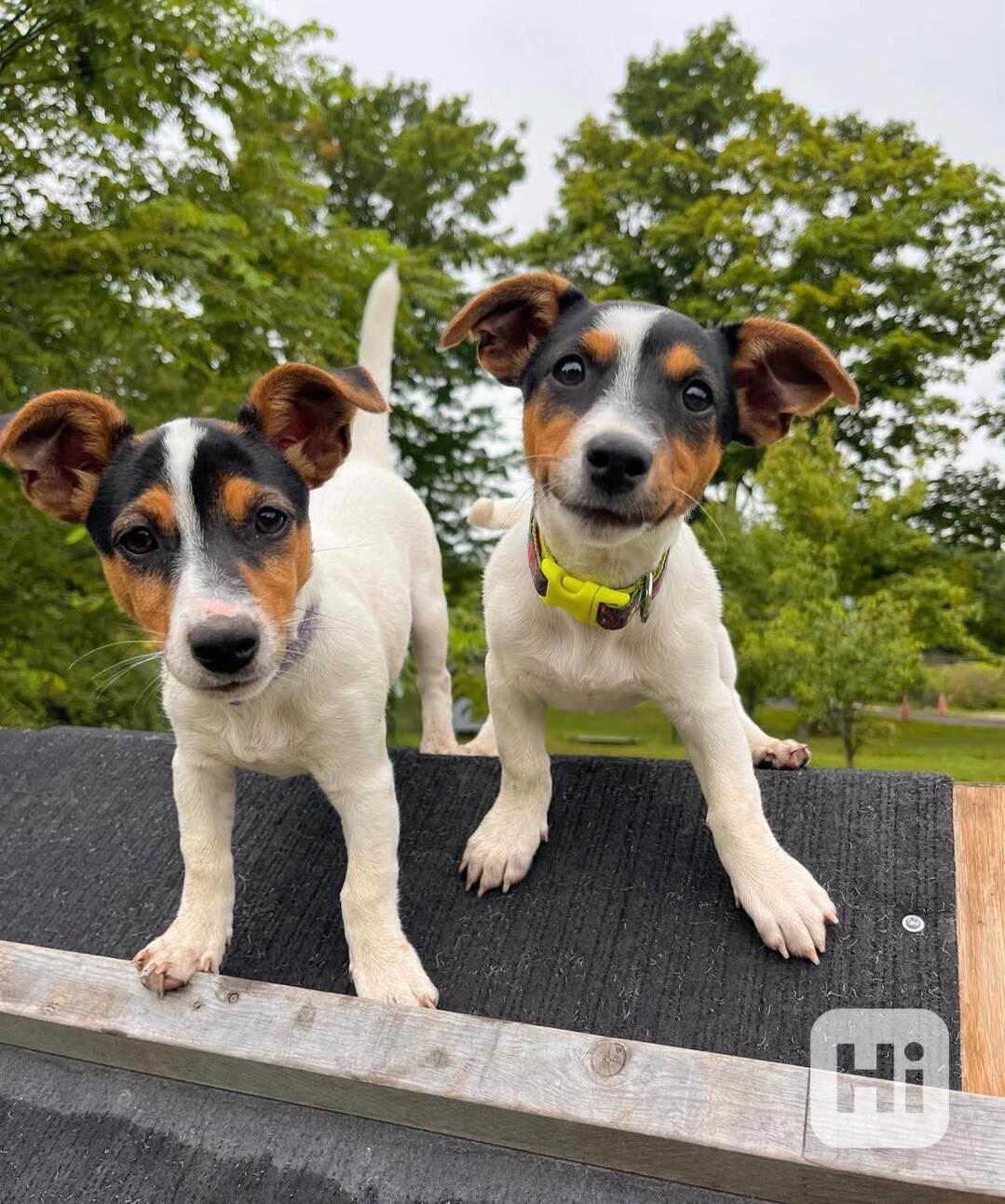 Zdravá štěňata Jack Rusell k adopci. - foto 1