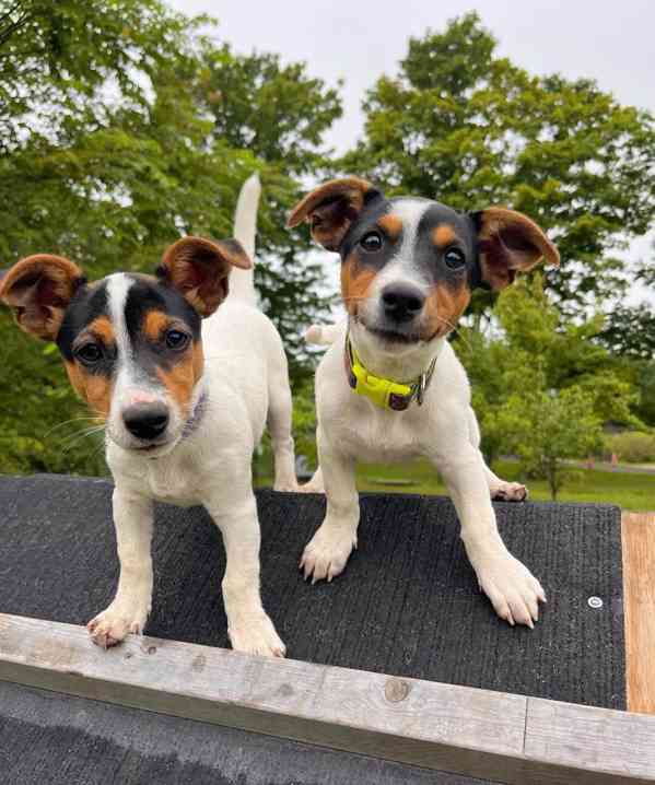 Zdravá štěňata Jack Rusell k adopci. - foto 1